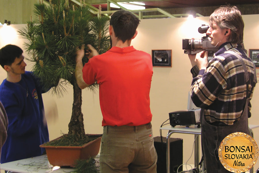 Pinus thunbergii na medzinárodnej výstave Bonsai Slovakia 2003 v Nitre