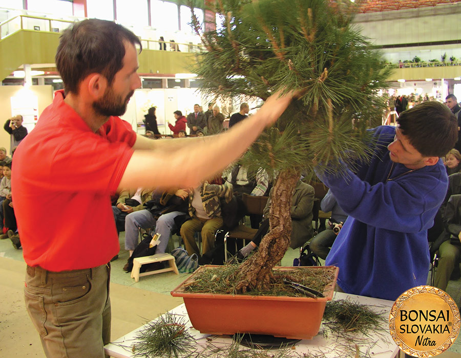 Pinus thunbergii na medzinárodnej výstave Bonsai Slovakia 2003 v Nitre