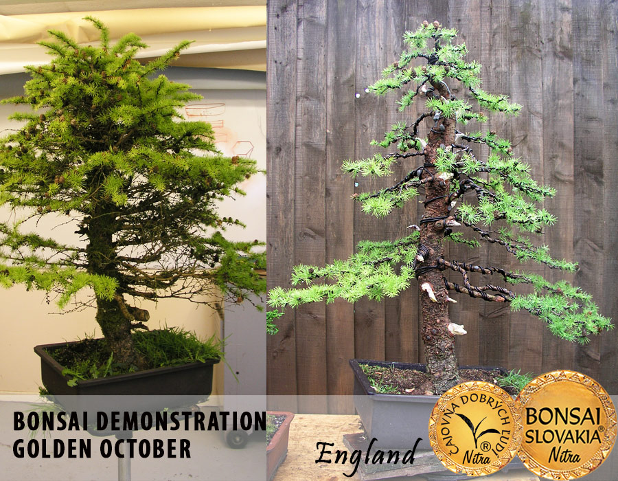 Výsledky demonštrácií tvarovania bonsajov na Golden October v Anglicku.