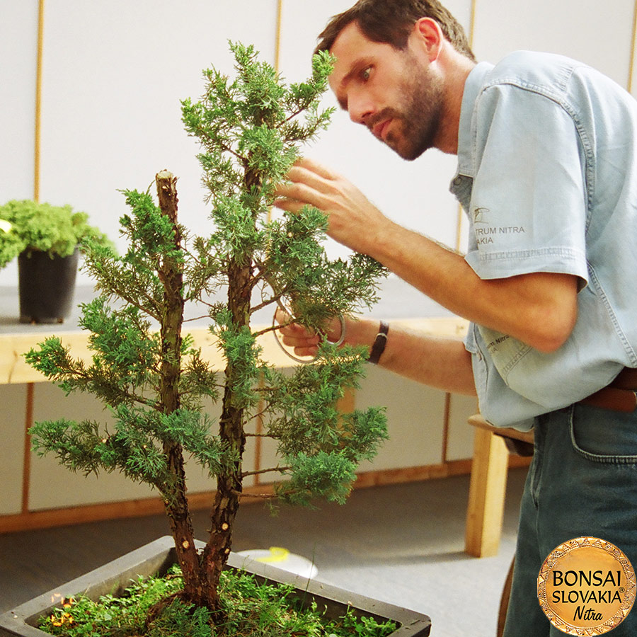 Akio Kato a Vladimír Ondejčík -tvarovanie na Ginkgo Bonsai