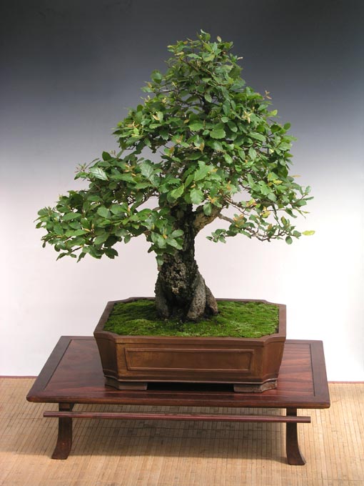 Juniperus chinensis Výška: 107 cm Miska: Korea Tvorca: RNDr. Vladimír Ondejčík