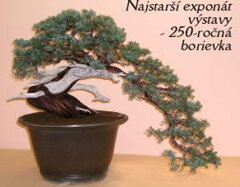 Bonsai Slovakia 2006