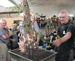 Bonsai Slovakia 2006