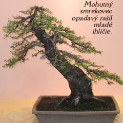 Bonsai Slovakia 2006