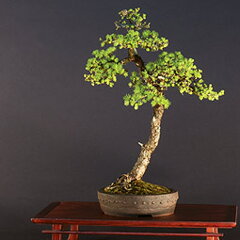 Bonsai Slovakia 2007