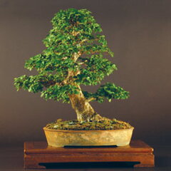 Bonsai Slovakia 2007