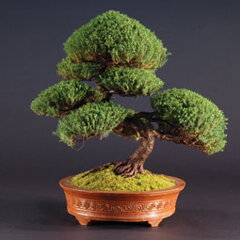 Bonsai Slovakia 2007