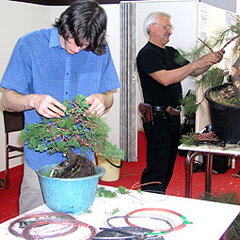 Bonsai Slovakia 2007