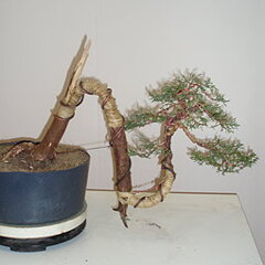 Bonsai Slovakia 2007