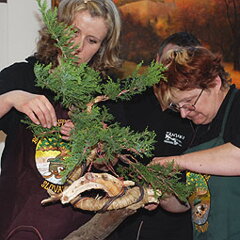 Bonsai Slovakia 2007