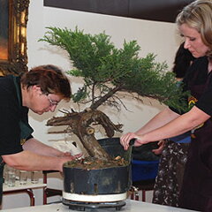 Bonsai Slovakia 2007