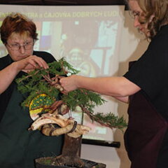 Bonsai Slovakia 2007