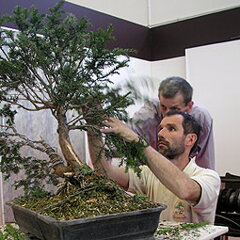 Bonsai Slovakia 2007