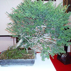 Bonsai Slovakia 2007