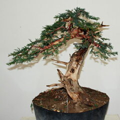 Bonsai Slovakia 2007