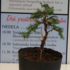 Bonsai Slovakia 2007