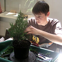 Bonsai Slovakia 2007