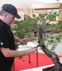 Bonsai Slovakia 2006