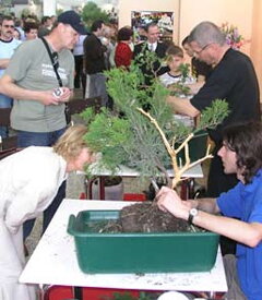 Bonsai Slovakia 2006