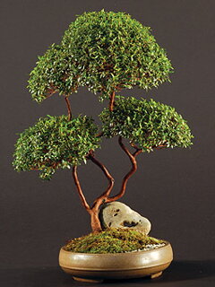 Bonsai Slovakia 2007