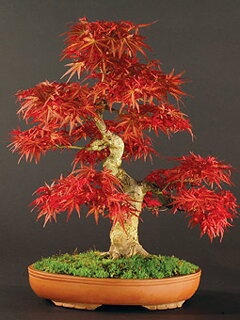 Bonsai Slovakia 2007