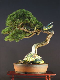 Bonsai Slovakia 2007