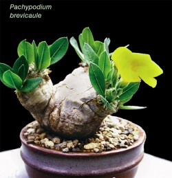 PACHYPODIUM BREVICAUE