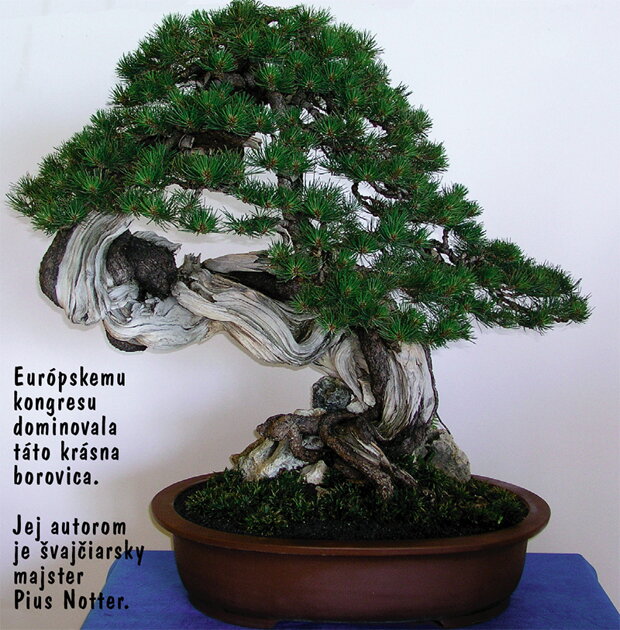 bonsai