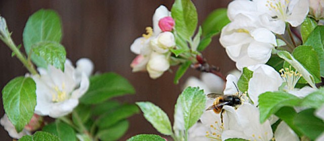 Malus halliana