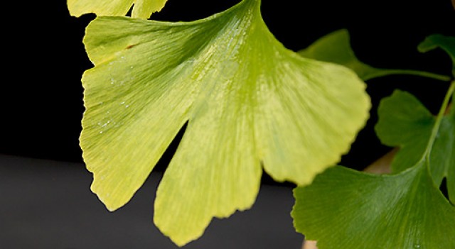 ginkgo biloba