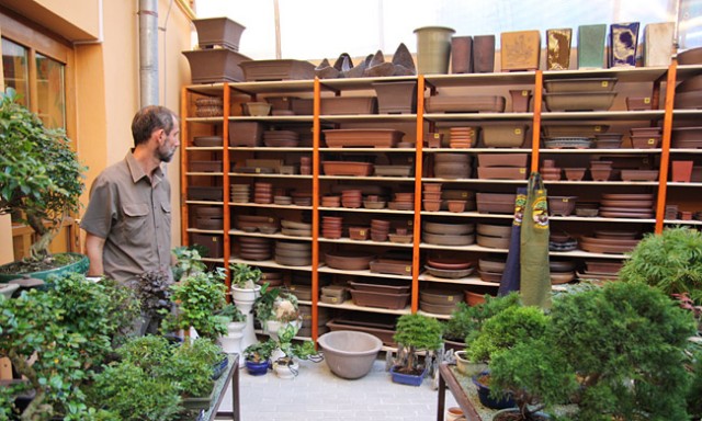 Bonsai Slovakia, Nitra