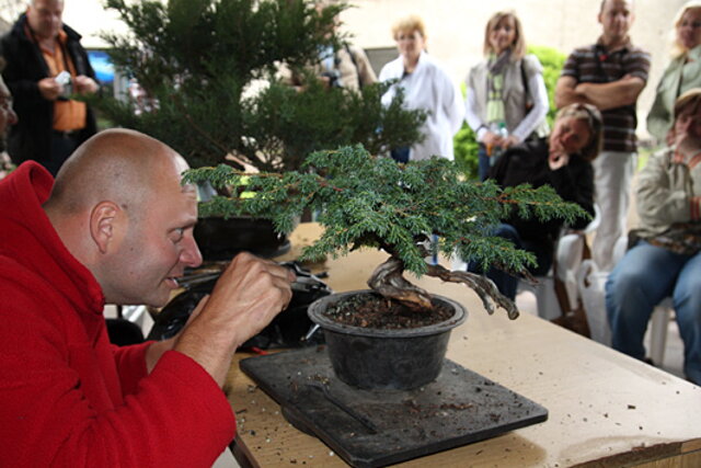 7. Národná výstava bonsajov a suseki SBA Prešov 2009 - II.