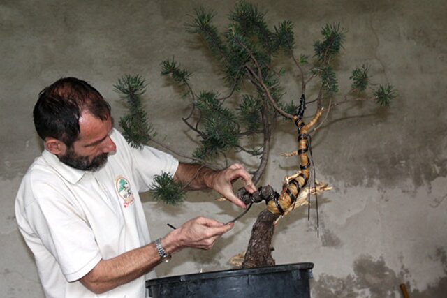 7. Národná výstava bonsajov a suseki SBA Prešov 2009 - II.