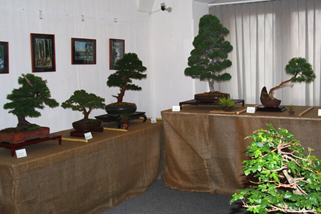 Národná výstava bonsajov a suiseki SBA - Prešov 2009 - prezident SBA RNDr. Vladimír Ondejčík