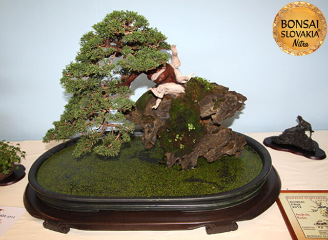 BONSAI & SUISEKI AWARD - Photogalery - Bonsai Slovakia 2012 - International Bonsai, Suiseki and Tea Exhibition, Nitra, Slovakia