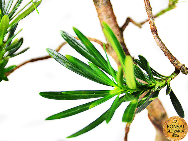 Podocarpus macrophyllus, 40cm