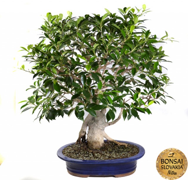 ficus retusa