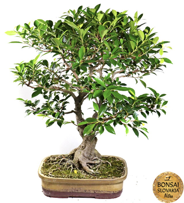 Ficus retusa 70cm