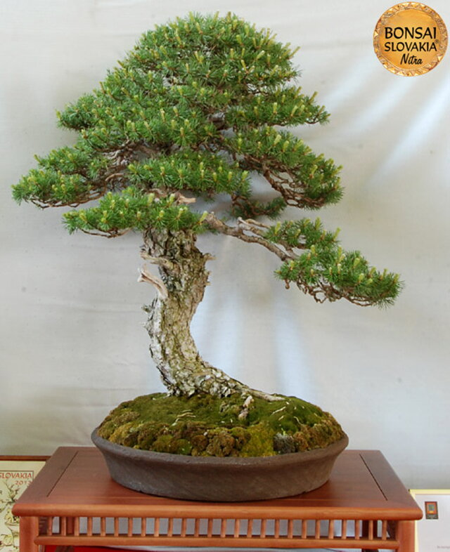 BONSAI & SUISEKI AWARD - Photogalery - Bonsai Slovakia 2012 - International Bonsai, Suiseki and Tea Exhibition, Nitra, Slovakia