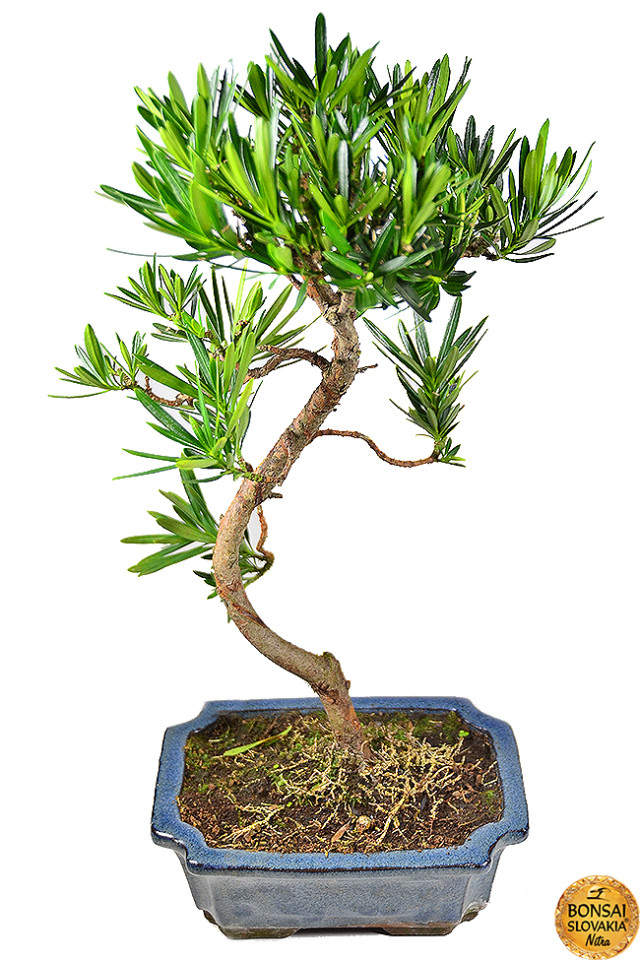 Podocarpus macrophyllus, 40cm