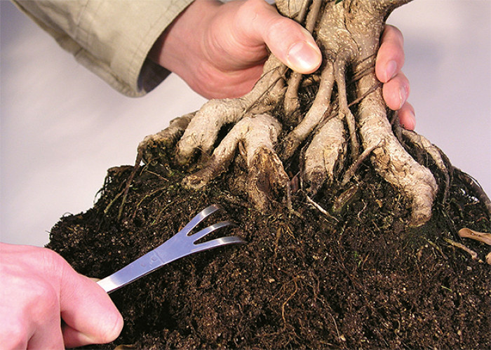 Bonsajové hrabličky  - používame napríklad pri presádzaní, keď je vhodné skrátiť príliš dlhé korene. Na uvoľnenie koreňového balu zo zeminy používame malé trojzubé hrabličky alebo klasické čínske drevené alebo bambusové paličky. Pri mohutných bonsajoch a hrubých a hustých koreňoch má opodstatnenie i väčší hák.  NÁŠ TIP:  Pri uvoľňovaní koreňov postupujte vždy od okrajov koreňového balu smerom ku stredu.