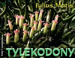 SUKULENTNÉ BONSAJE - III. časť - TYLEKODONY