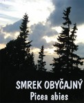 SMREK OBYČAJNÝ - Picea abies