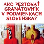 AKO PESTOVAŤ GRANÁTOVNÍK V PODMIENKACH SLOVENSKA?