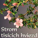 SERISSA FOETIDA - STROM TISÍCICH HVIEZD