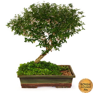 Serissa foetida - indoor bonsai, magazín Bonsaj a čaj. Bonsai centrum Nitra - prvé profesionálne bonsajové centrum na Slovensku.rnBonsai centrum Nitra - 1st professional centre in Slovakiarn