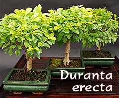 Duranta erecta - indoor bonsai, magazín Bonsaj a čaj. Bonsai centrum Nitra - prvé profesionálne bonsajové centrum na Slovensku.rnBonsai centrum Nitra - 1st professional centre in Slovakiarn Duranta erecta - indoor bonsai, magazín Bonsaj a čaj. Bonsai centrum Nitra - prvé profesionálne bonsajové centrum na Slovensku.rnBonsai centrum Nitra - 1st professional centre in Slovakiarn