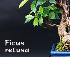 Ficus retusa - indoor bonsai, magazín Bonsaj a čaj. Bonsai centrum Nitra - prvé profesionálne bonsajové centrum na Slovensku.rnBonsai centrum Nitra - 1st professional centre in Slovakiarn
