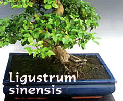 Ligustrum sinensis - indoor bonsai, magazín Bonsaj a čaj. Bonsai centrum Nitra - prvé profesionálne bonsajové centrum na Slovensku.rnBonsai centrum Nitra - 1st professional centre in Slovakiarn