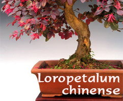 Loropetalum rubrum - indoor bonsai, magazín Bonsaj a čaj. Bonsai centrum Nitra - prvé profesionálne bonsajové centrum na Slovensku.rnBonsai centrum Nitra - 1st professional centre in Slovakiarn